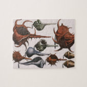 Puzzle Coquillages Anciens, Vie Marine, Coquilles d'Océan (Horizontal)