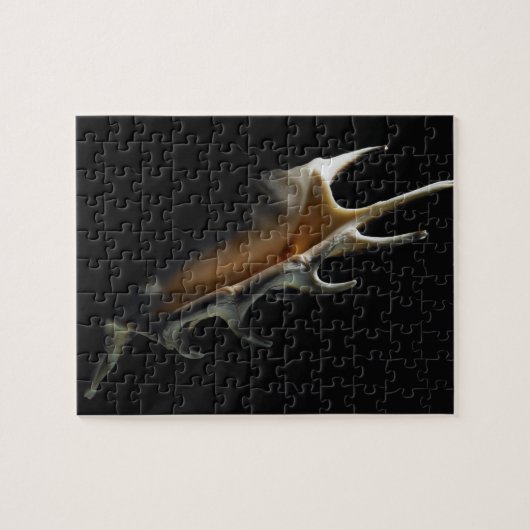 Puzzle Coquille de conque (Horizontal)