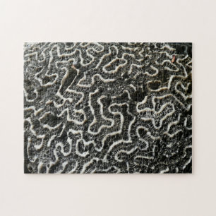 Puzzle Corail noir et blanc II Abstrait Nature Photo