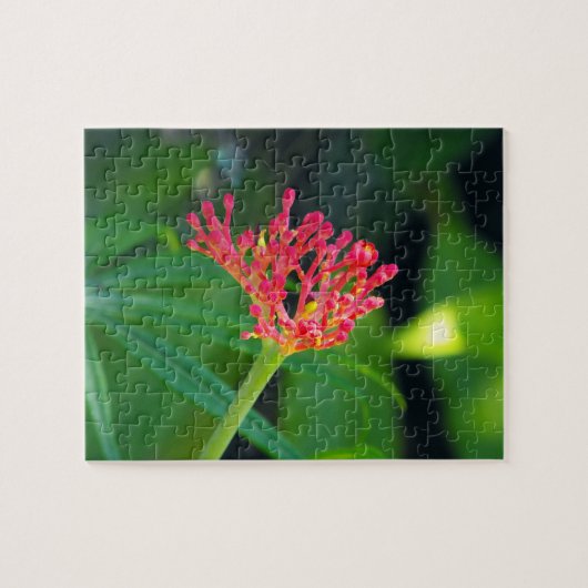 Puzzle Coral Bush en fleurs (Horizontal)
