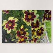 Puzzle Coreopsis bourguignon et jaune, San Mateo (Horizontal)