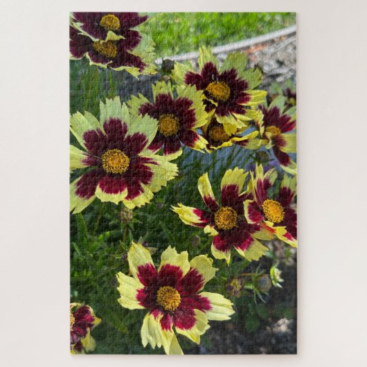 Puzzle Coreopsis bourguignon et jaune, San Mateo (Vertical)