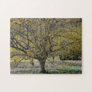 Puzzle Corneille cerise Dogwood et la gloire de la neige