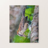 Puzzle Costa Rica - Grand oiseau d'Amérique (Vertical)