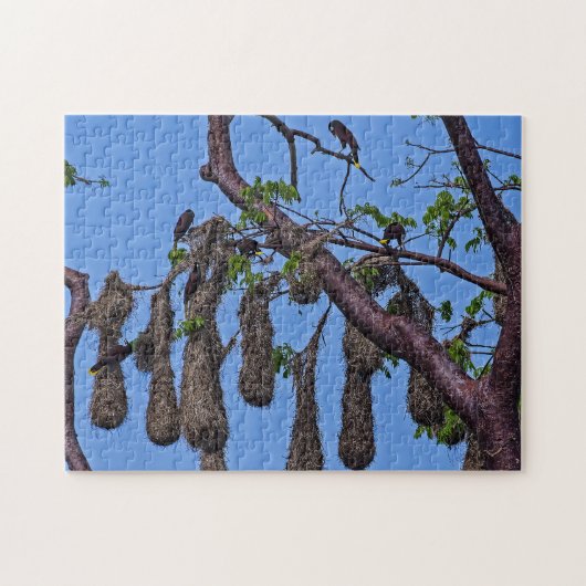 Puzzle Costa Rica, Punta Cahuita - Psarocolius decumanus (Horizontal)