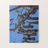 Puzzle Costa Rica, Punta Cahuita - Psarocolius decumanus (Vertical)