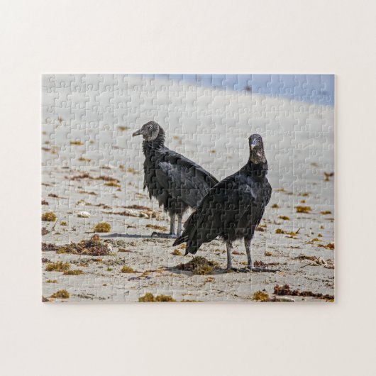 Puzzle Costa Rica, Punta Cahuita - Vautours noirs (Horizontal)