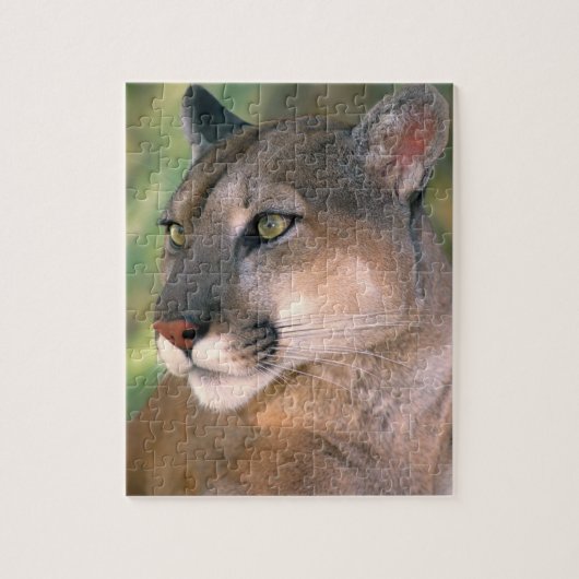Puzzle Cougar, Californie (Vertical)