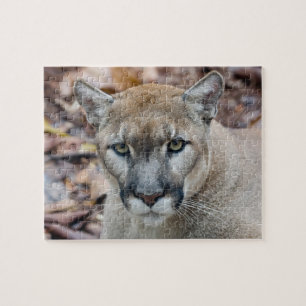Puzzle Couguar, lion de montagne, panthère de Floride, Pu
