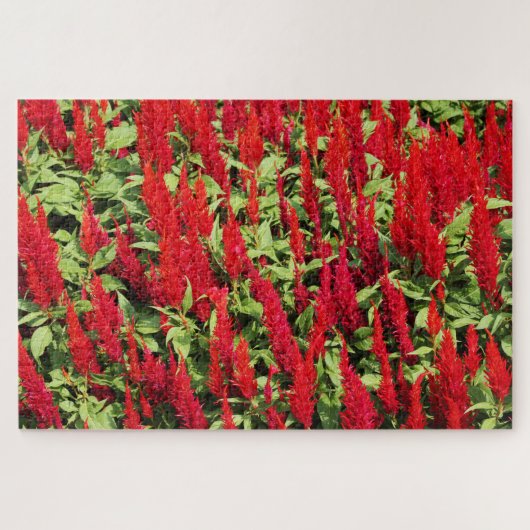 Puzzle Couleurs 1 (Horizontal)