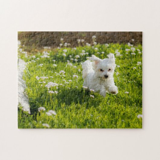 Puzzle Coup De Chiot Maltais Mignonne (Horizontal)
