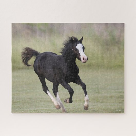 Puzzle Coup De Foin De Pony Noir Et Blanc Gallois (Horizontal)