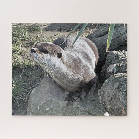 PUZZLE COUPER OTTER (Horizontal)