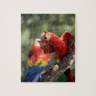 Puzzle Couple d'Ara rouge