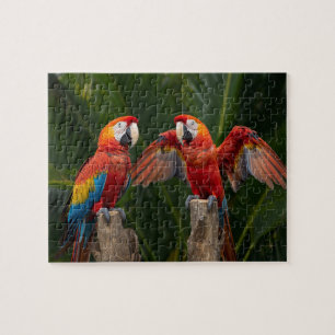 Puzzle Couple de aras carminés tropicaux vibrants