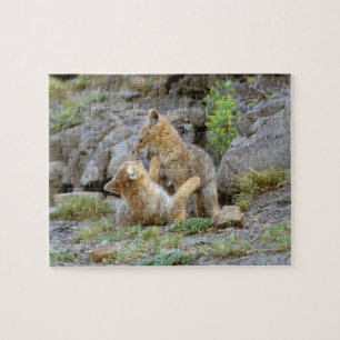 Puzzle Couple de Fox gris d'Amérique du Sud (Lycalopex gr