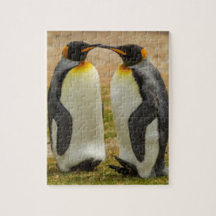 Puzzle Couple de manchots royaux, îles Falkland