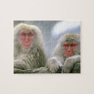Puzzle Couple de singes des neiges, Macaque japonais,