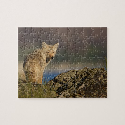 Puzzle coyote (Horizontal)