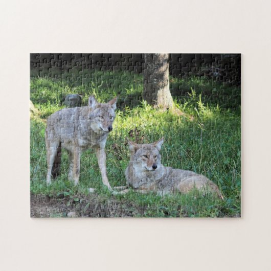 Puzzle Coyote (Horizontal)