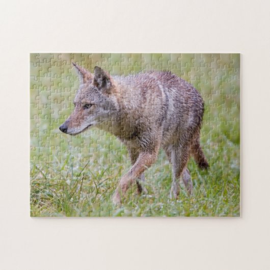 Puzzle Coyote dans le champ, Cades Cove (Horizontal)