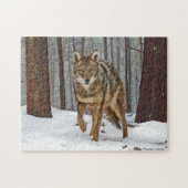 Puzzle "Coyote Dans Les Pins" (Horizontal)