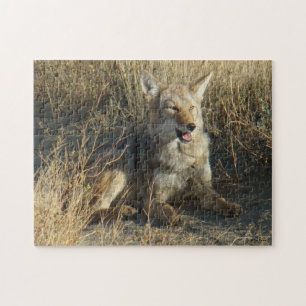 Puzzle Coyote R18 Couché