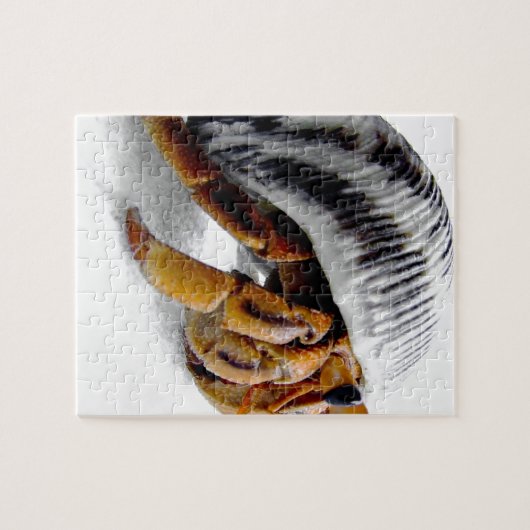 Puzzle crabe herbacé terrestre (Horizontal)