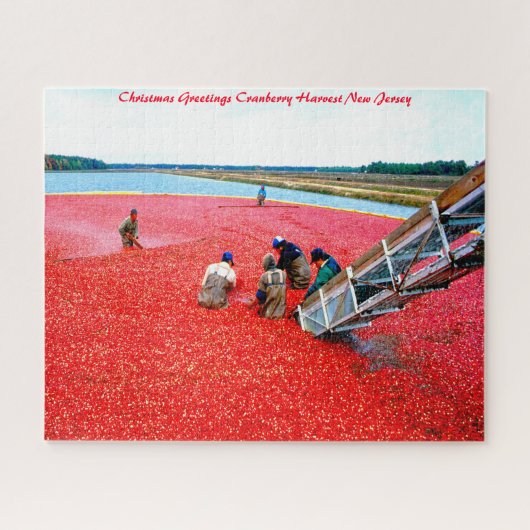Puzzle Cranberry Harvest New Jersey. (Horizontal)