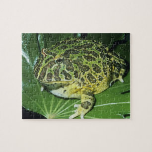 Puzzle Crapaud Orné, (Ceratophrys ornata),