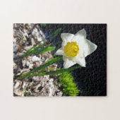 Puzzle créatif de jardin de jonquilles blanches (Horizontal)