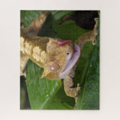 Puzzle Crested Gecko (Vertical)