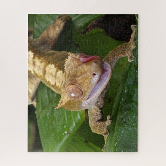 Puzzle Crested Gecko (Vertical)