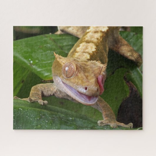 Puzzle Crested Gecko (Horizontal)