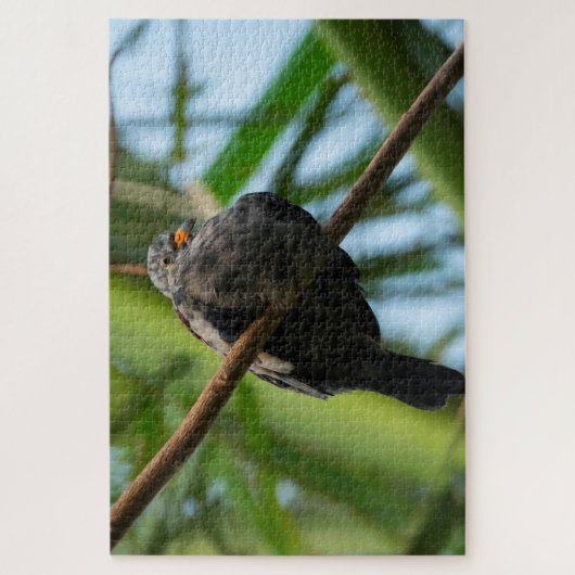 Puzzle Croaking Ground Dove (Vertical)
