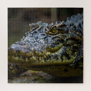 Puzzle Crocodile