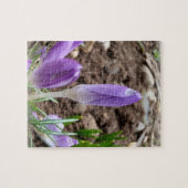 Puzzle Crocus printaniers (Horizontal)