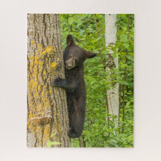 Puzzle Cube d'ours noir | Minnesota (Vertical)