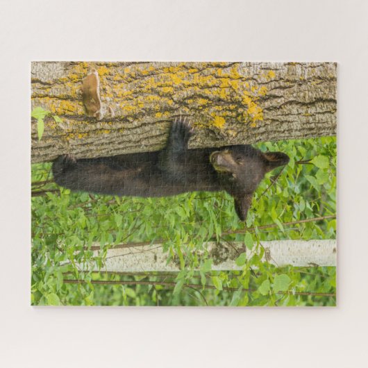 Puzzle Cube d'ours noir | Minnesota (Horizontal)