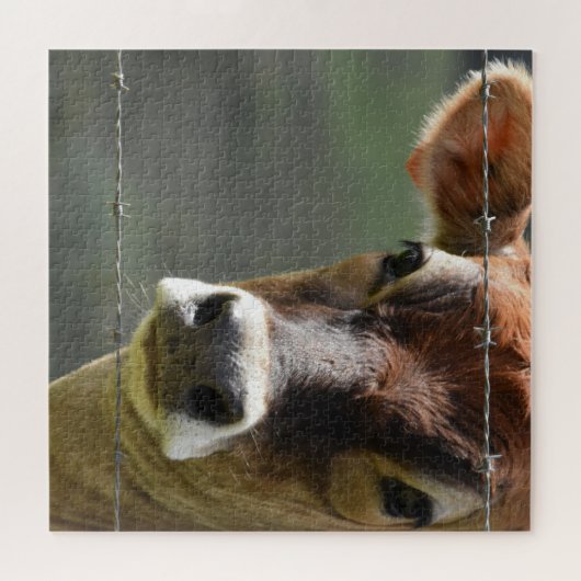 Puzzle Curieuse vache regardant à travers une clôture de  (Horizontal)