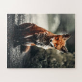 Puzzle Curieux Big Red et White Fox assis dans la nature (Horizontal)