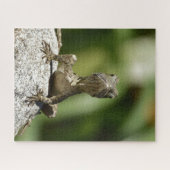 Puzzle Curieux Lézard Juvénile (Horizontal)