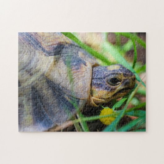 Puzzle Cute Angulate Tortoise Afrique du Sud Détails (Horizontal)