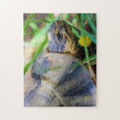 Puzzle Cute Angulate Tortoise Afrique du Sud Détails (Vertical)