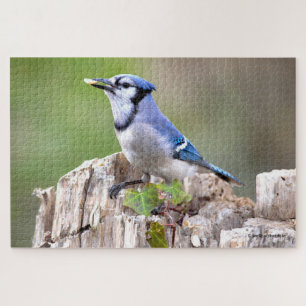 Puzzle Cute Bleu Jay Songbird sur Treestump