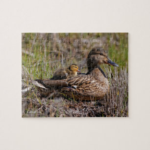 Puzzle Cute Chillin' Mallard Maman Canard Et Bébé Canard