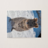 Puzzle Cute et heureuse Quokka sur la plage en Australie (Horizontal)