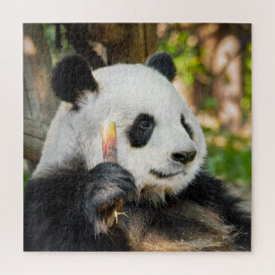 Puzzle Cute Giant Panda Ours Nature Animal