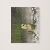Puzzle Cute Gosling photo de la faune (Vertical)