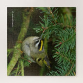 Puzzle Cute Kinglet Songbird Causes Stir in the Fir (Horizontal)